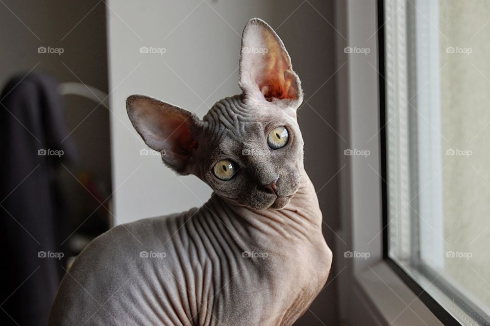 canadian sphynx
