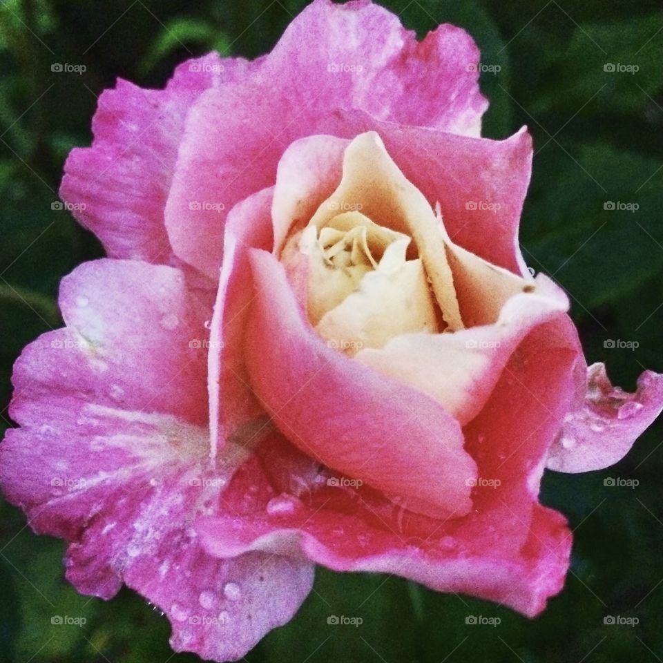 🌹 🇺🇸 Very beautiful flowers to brighten our day.  Live nature and its beauty. Did you like the delicate petals? / 🇧🇷 Flores muito bonitas para alegrar nosso dia. Viva a natureza e sua beleza. Gostaram das pétalas delicadas? 