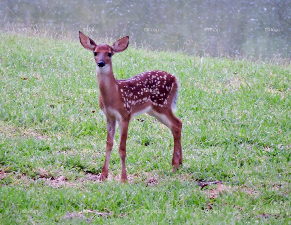 Fawn