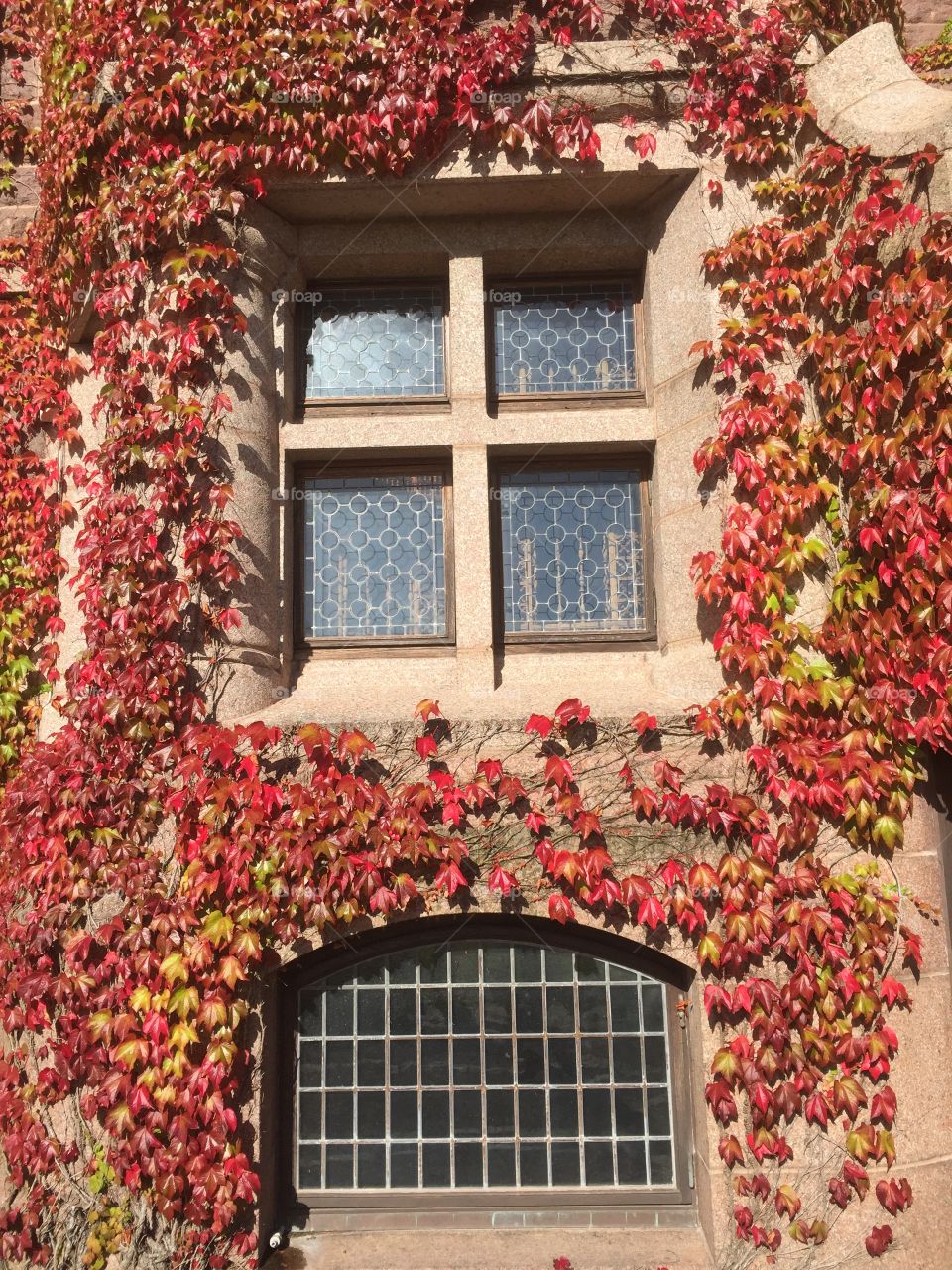 Autumn leaves on a wall