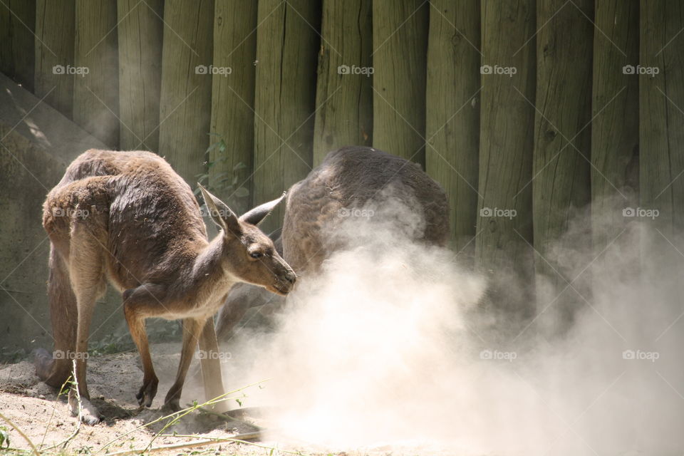 Kangaroos