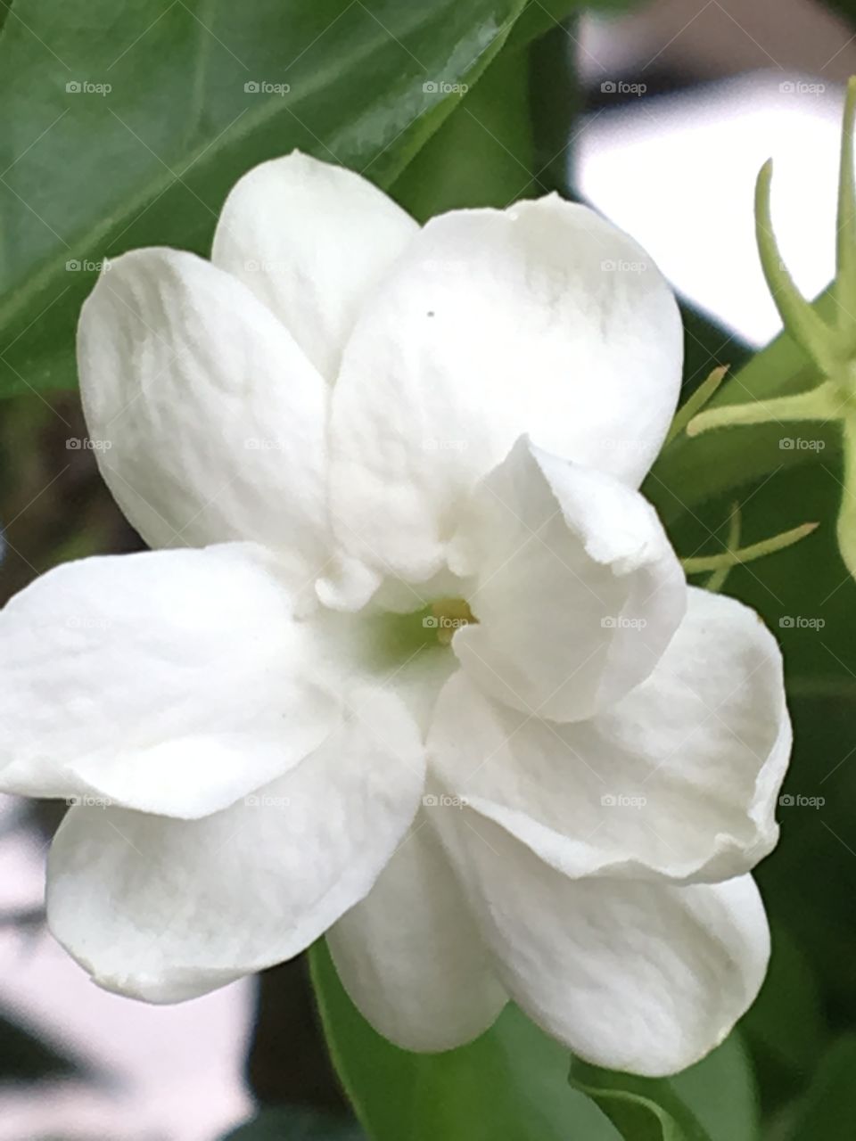 Jasmine- white blossom 