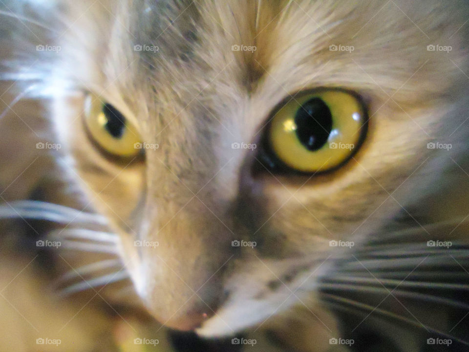 The Soul of a Cat ( Series )