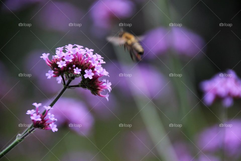 Bee in flower