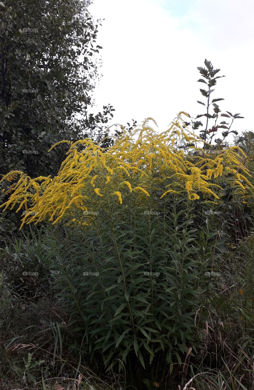 goldenrod at sunset