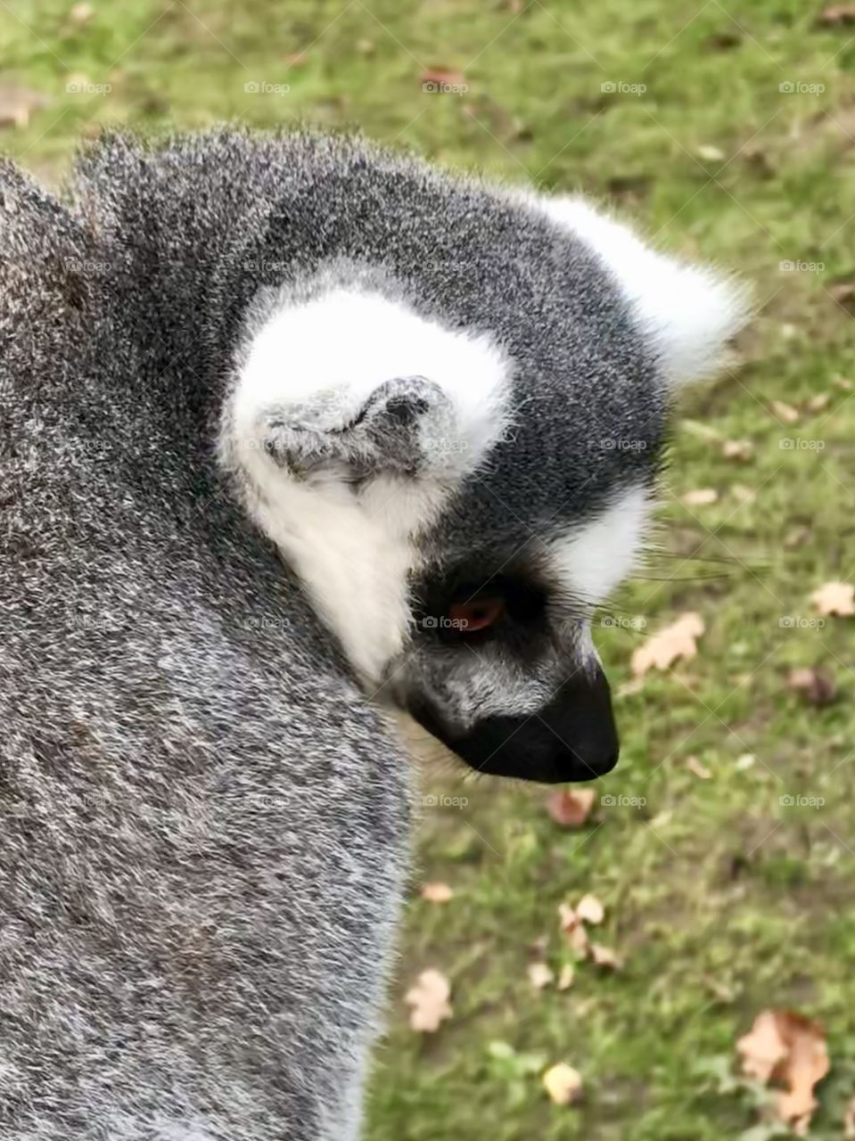 Side profile of black and white lemur in close up