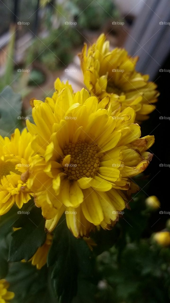 New Flower in my Garden