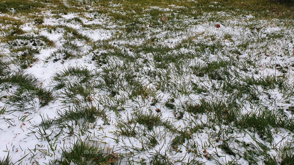 green grass covered with fresh snow