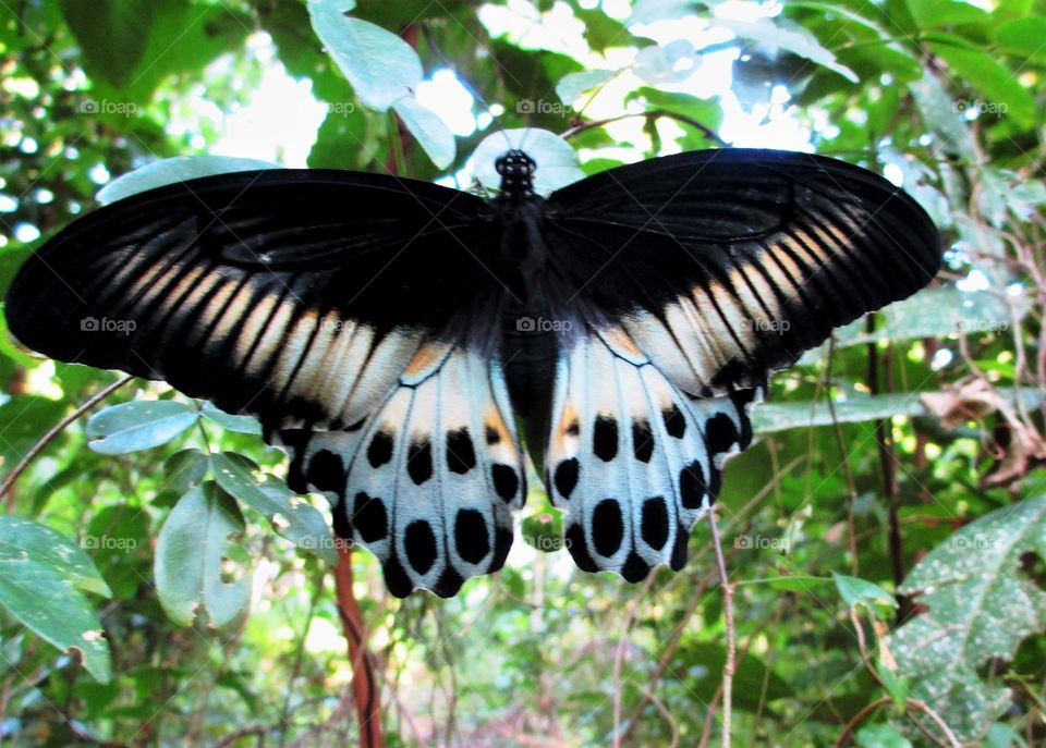 Blue Mormon(Papilio polymnestor)