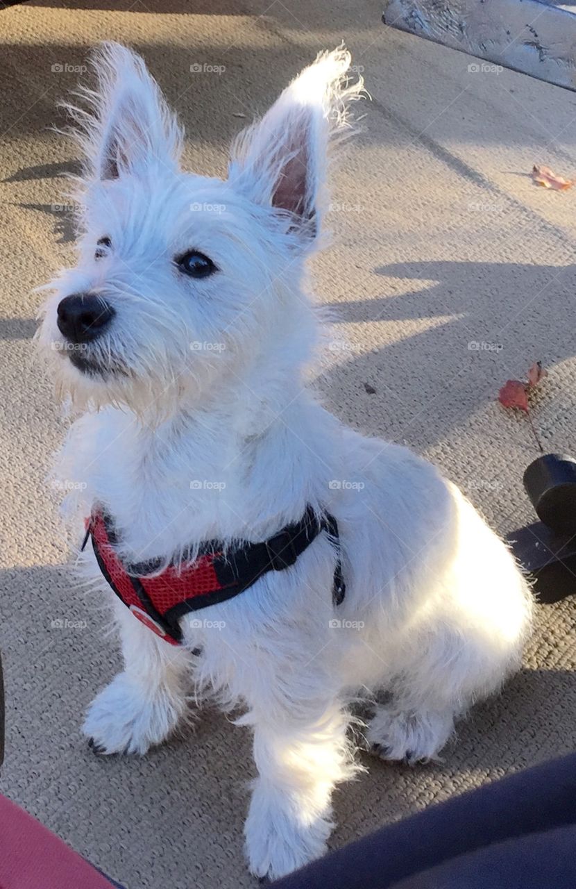 Mac. My westie puppy. Tracking his first news helicopter