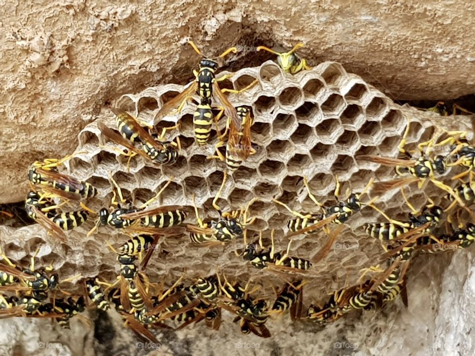 The buzzing Summer 🐝