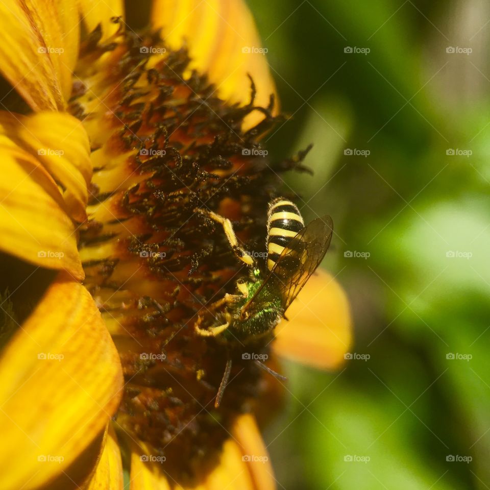  We in search for pollen 