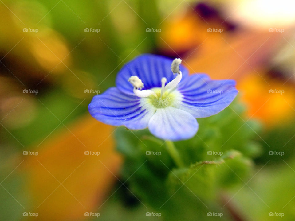 Close-up of blue flower