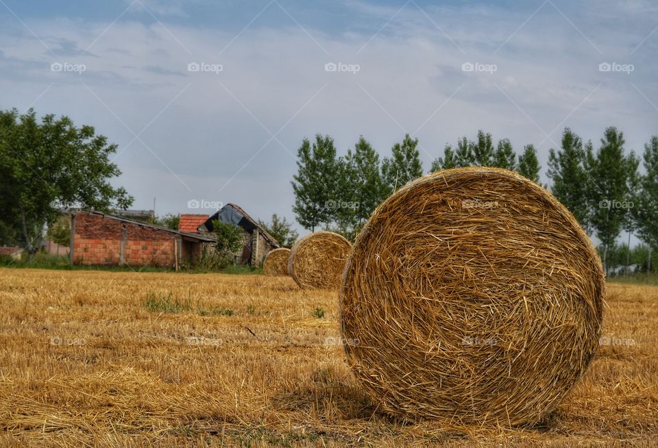 Hay, Agriculture, Straw, Farm, No Person