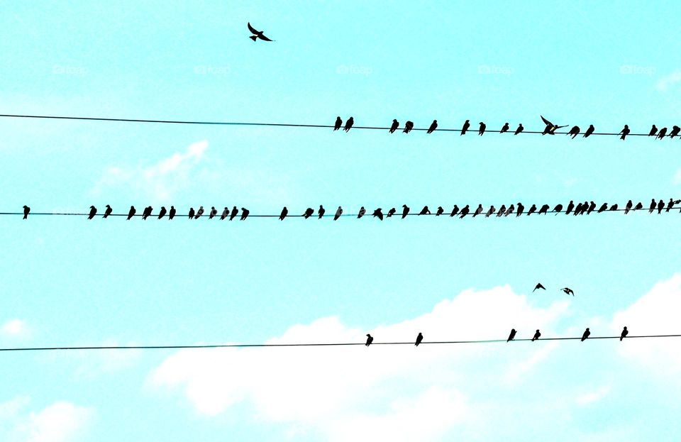 Birds on the wires