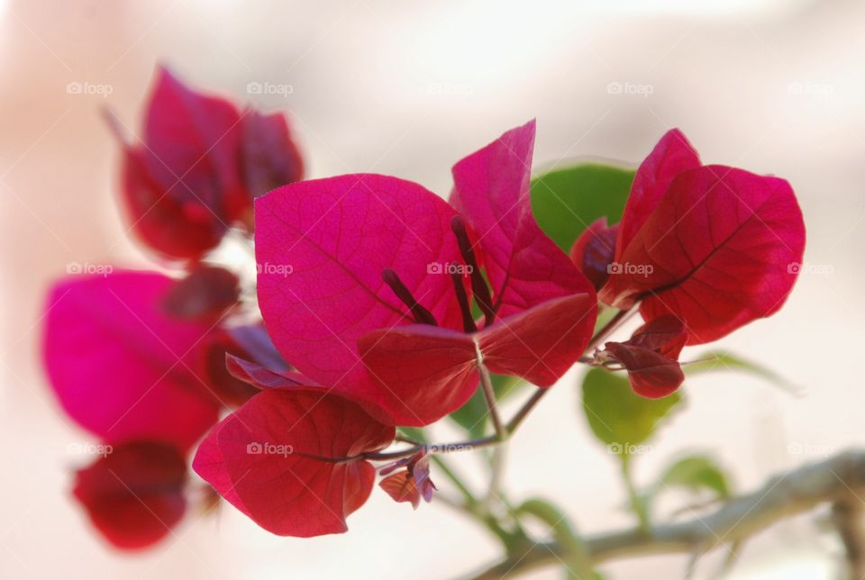 Red flowers closeup