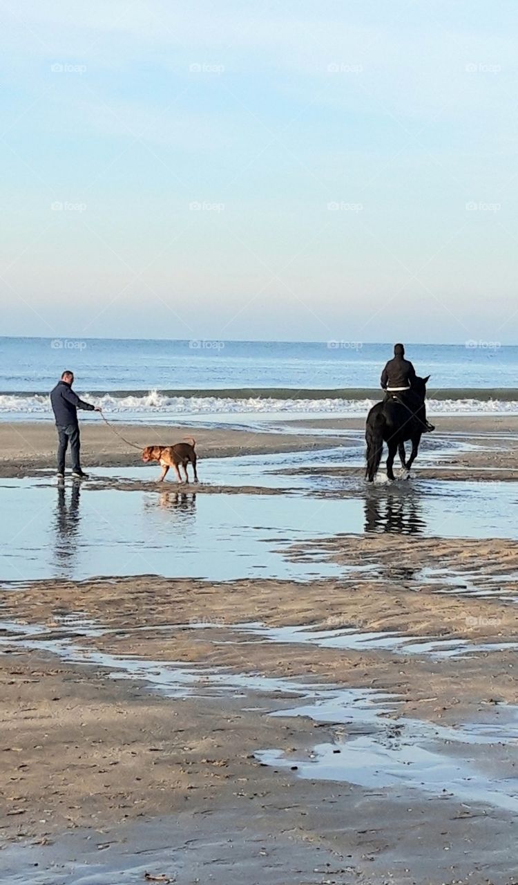 Enjoying life with animals for christmas holidays on Deauville beach