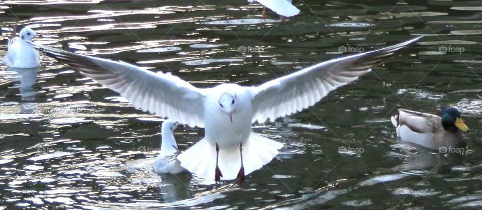 flying seagull