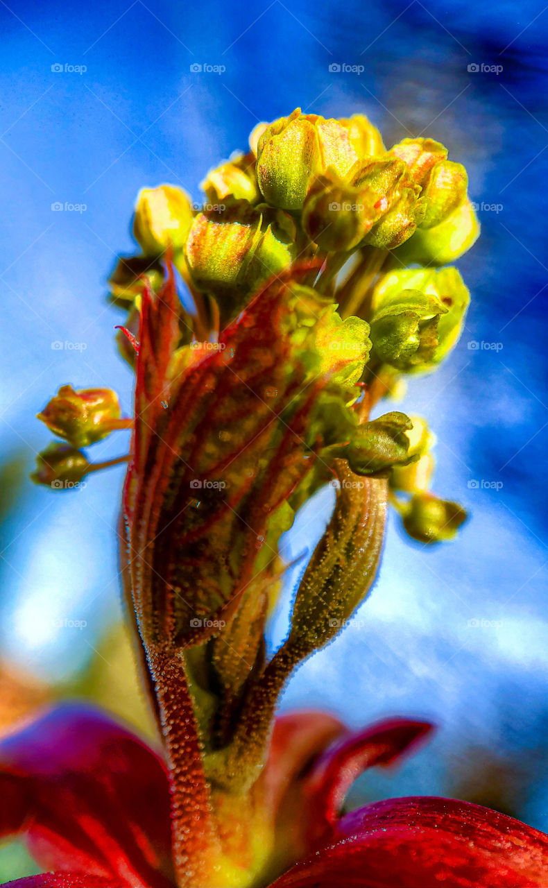 Colorful close up of a freshly opened bud of an oak tree in spring