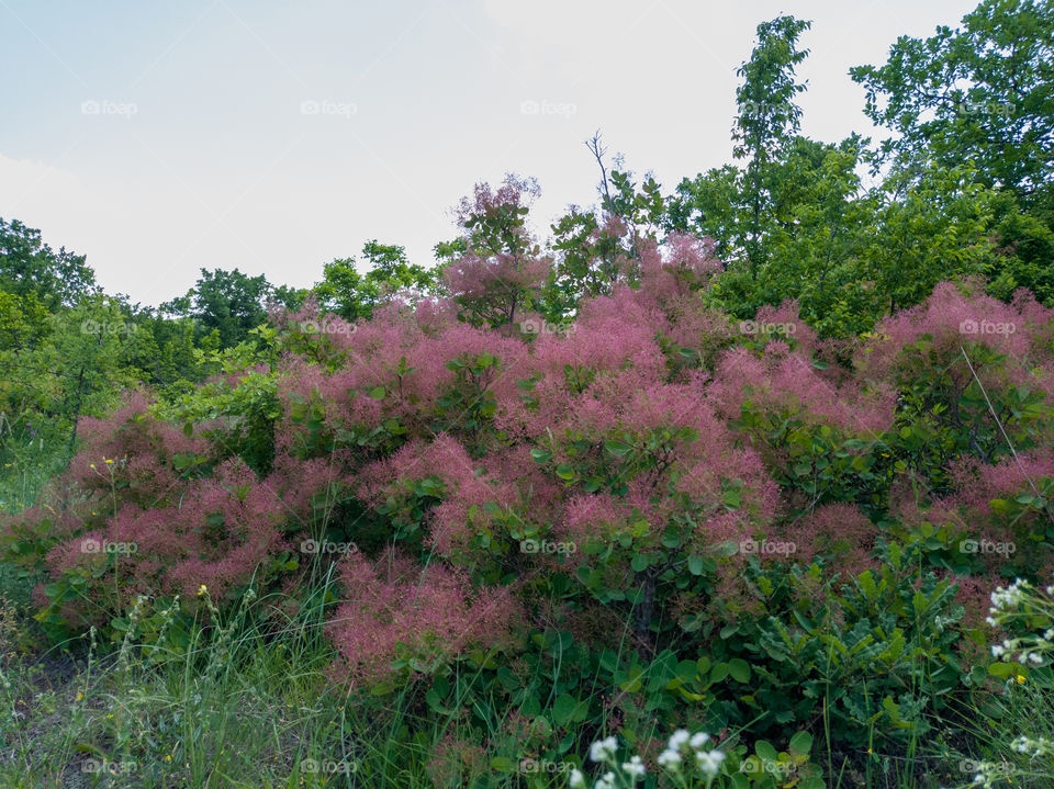 Flowering trees and bushes in the forest.