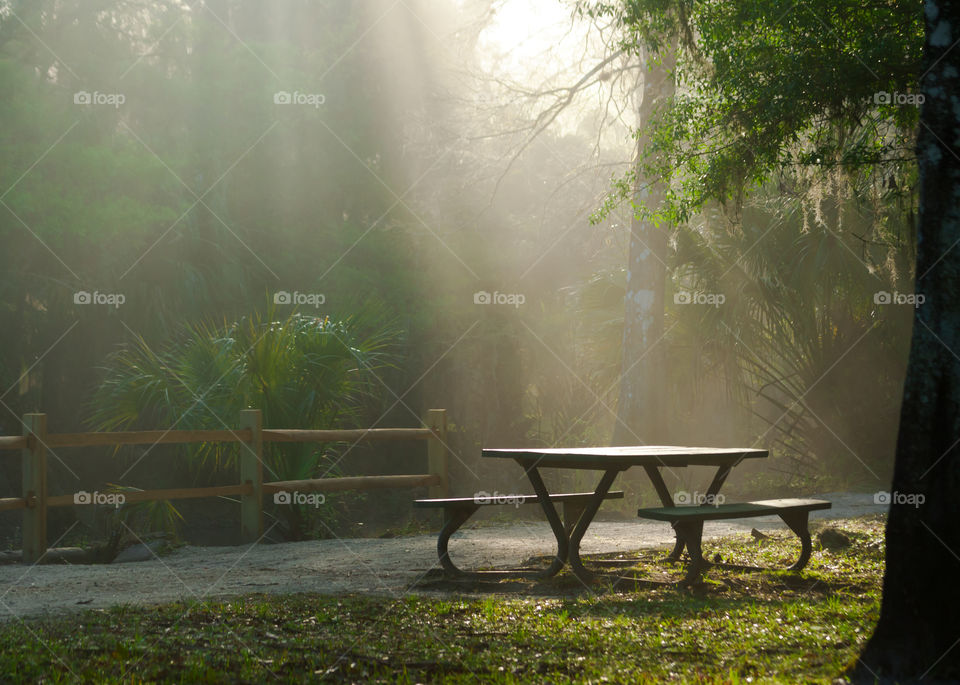 beautiful rays of early morning sunlight coming through the trees and shining on a picnic table in the park