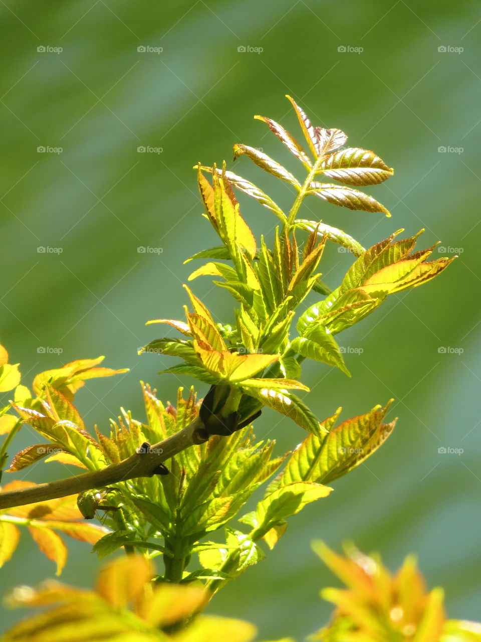 translucent leaves