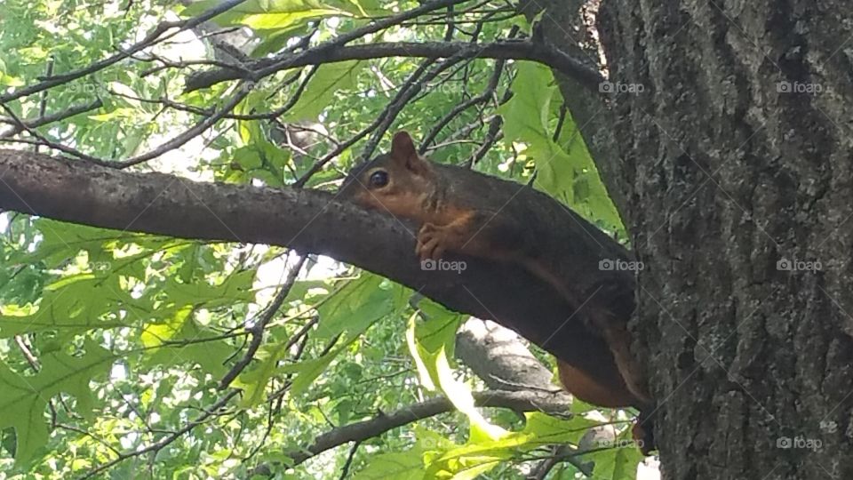 Squirrel pose