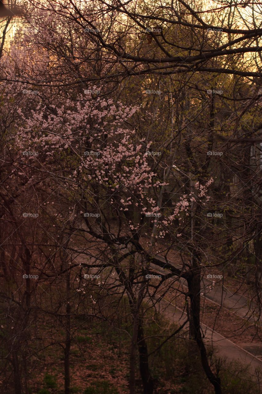 Flowering apricot tree in the alley