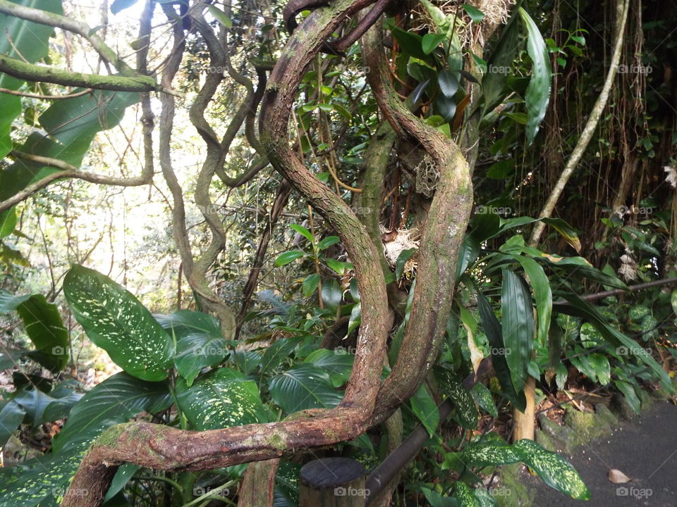 Botanical gardens in Hilo Hawaii