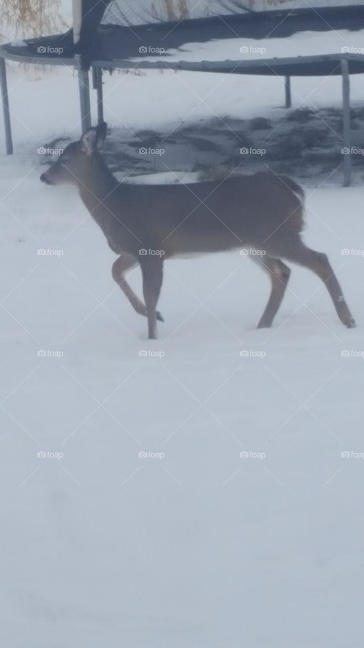 cool deer   wi ter day