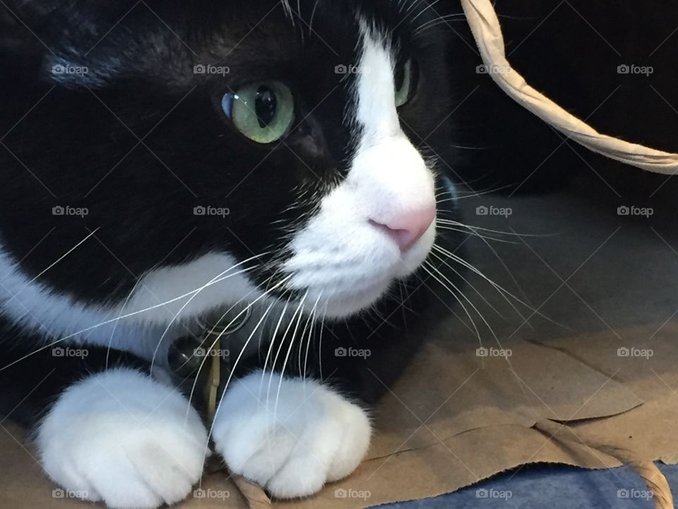 Black and White Kitten Hiding in Grocery Bag. Tuxedo Cat Peeking Out of Brown Paper Bag.