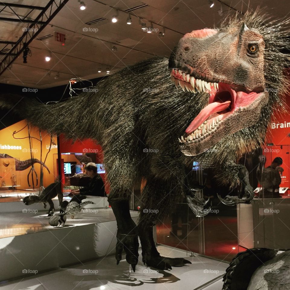 Dinosaurios. Museum