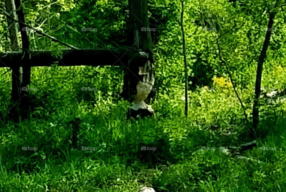 A beaver was chopping a tree down