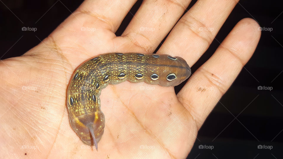 Beautiful leavent hawk moth (sphingidae) Caterpillar on hand.
Nature is greatest artist of all time.