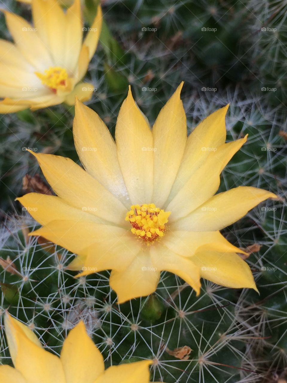 Flower of cactus