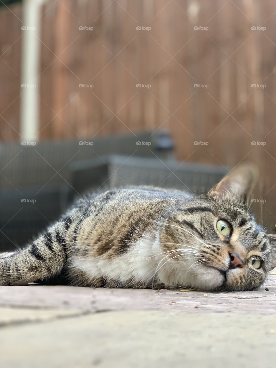 Cute cat chilling in the sun