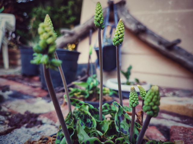 Drimiopsis, plant