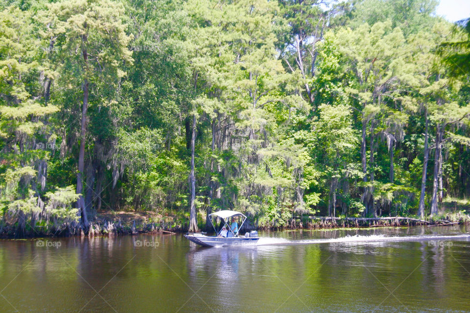 Louisiana Swamp