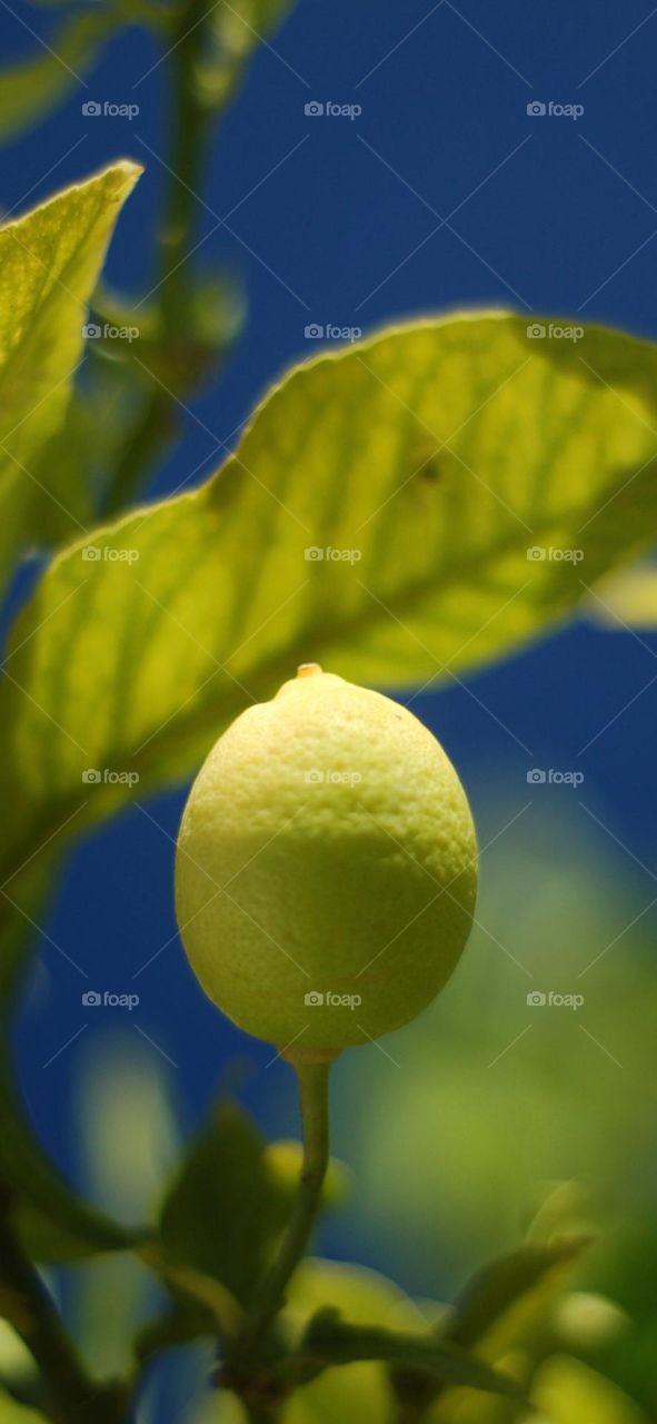 Lemon tree