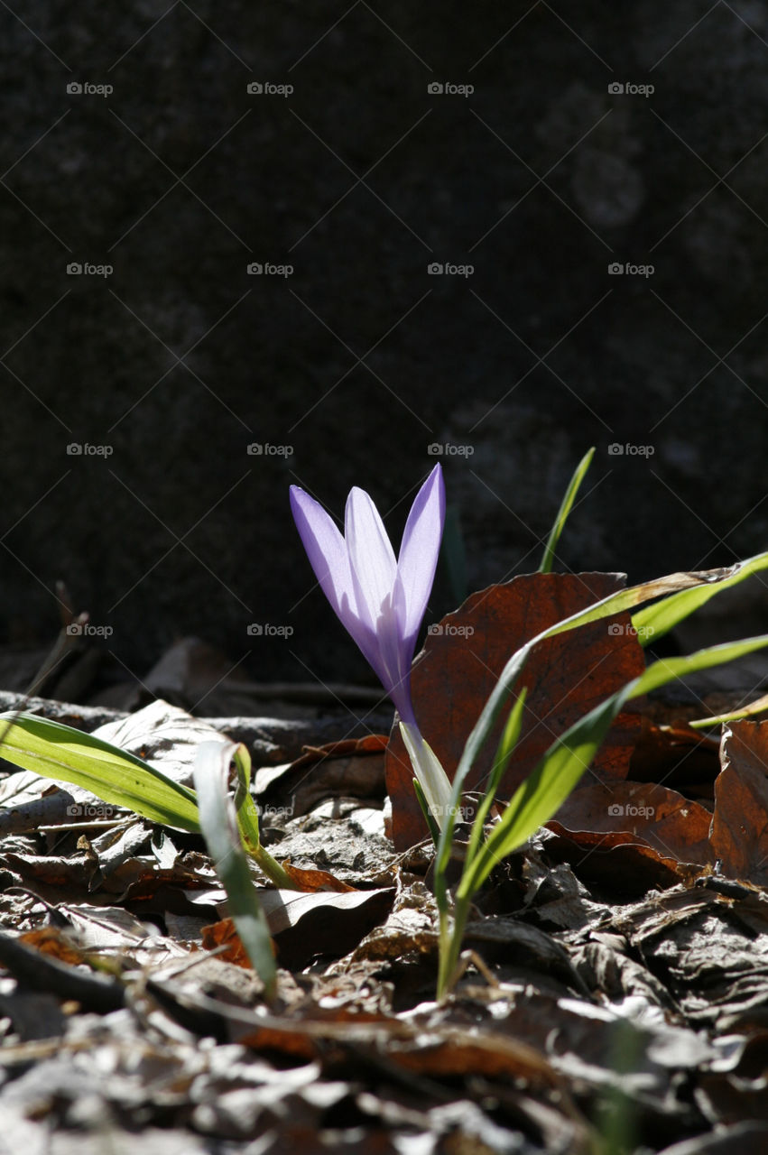 early spring solitary crocus