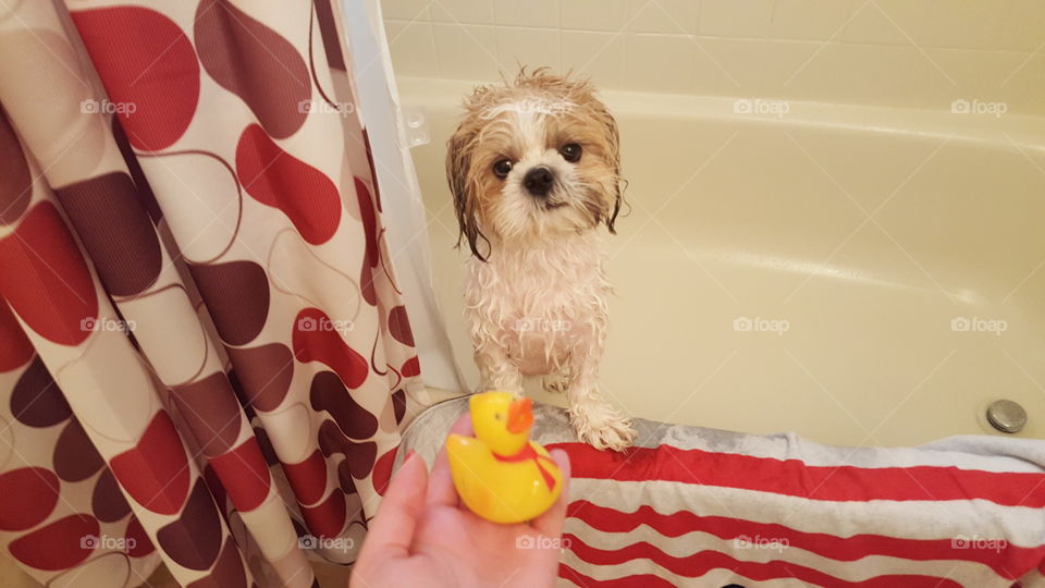 pup's bath time