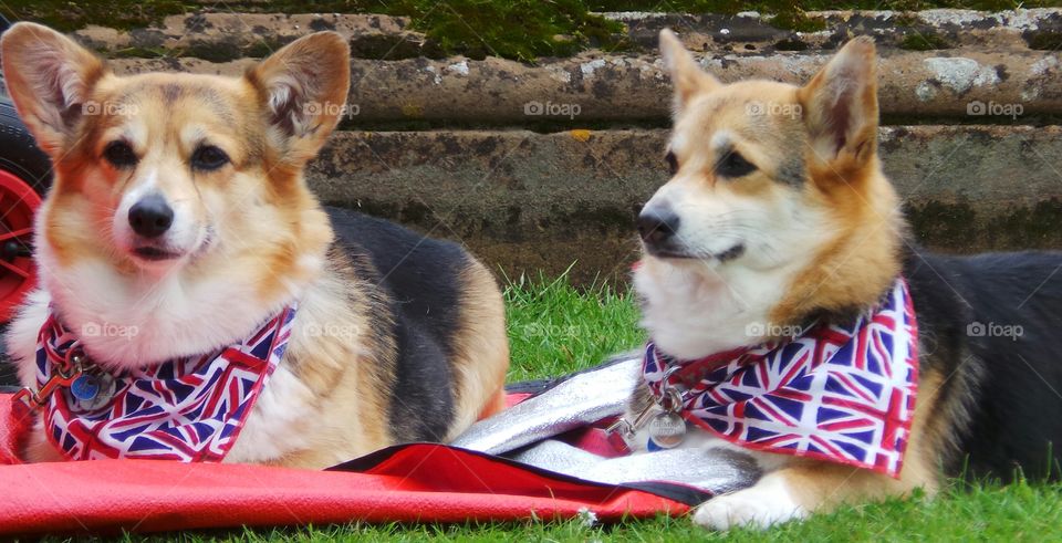 two corgis with union jack bandana