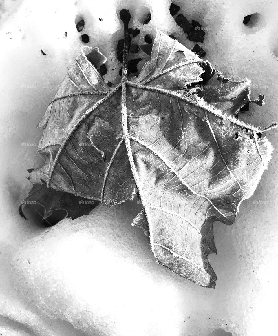 Frozen foliage 