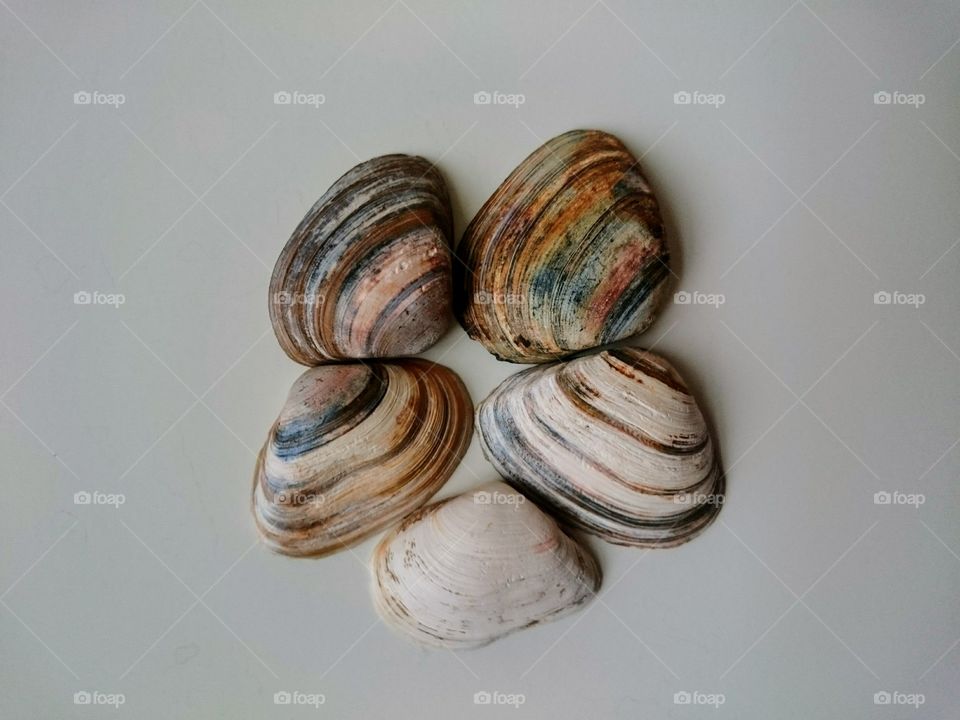 Arranged mussels on grey background