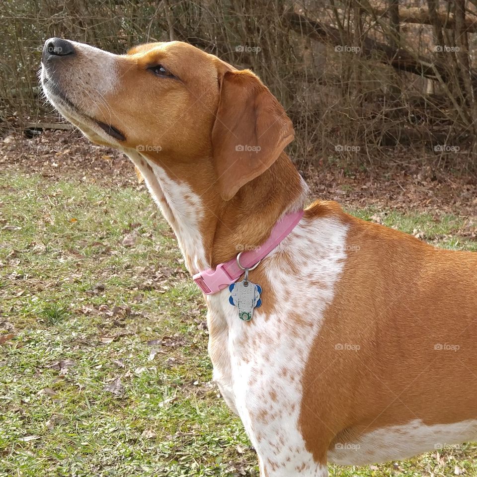 Dog, Cute, Mammal, Pet, No Person