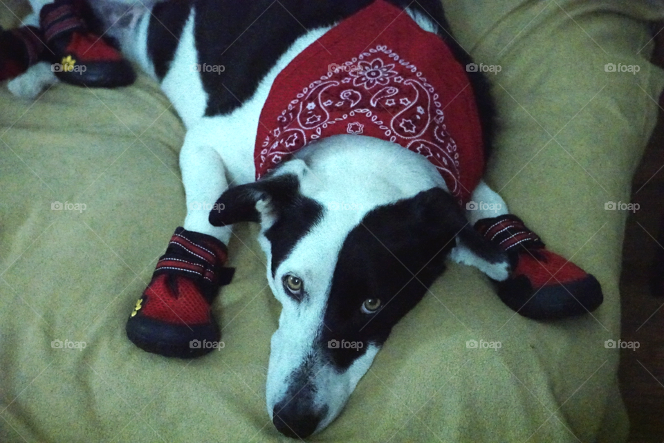 Funny dog on shoes