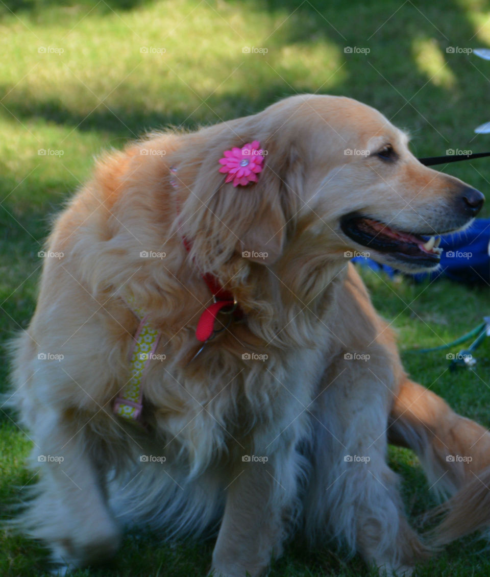 Golden Retriever Dogs are the most reliable,faithful,kind and intelligent canines to own! They are friendly and child adaptable! They love people and have big smiles.