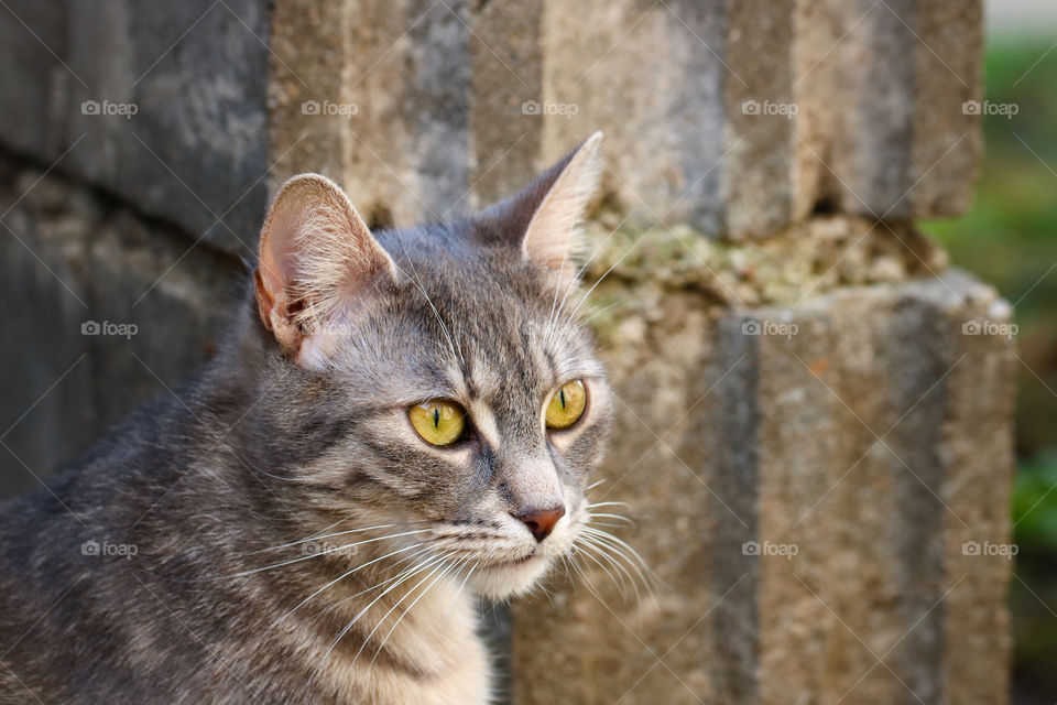 Portrait of a yellow eyed cat