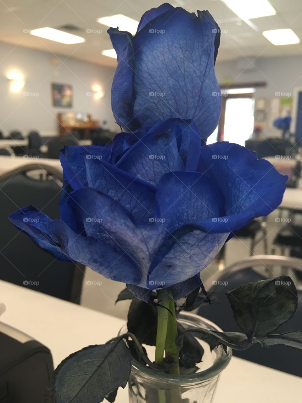 At the center waiting for lunch still enjoying these lovely blue roses makes me think of summer 
