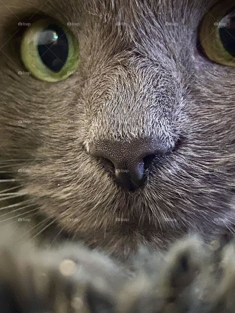 Close up of a grey cat sitting on a grey blanket